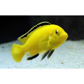 Labidochromis Yellow Kakusa Labidochromis Yellow Kakusa