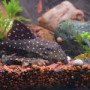 Hypancistrus L-029 Galaxia