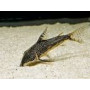 CorYdora Barbatus