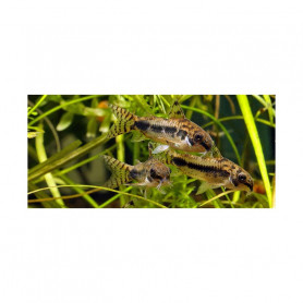Corydora Habrosus Corydora Habrosus