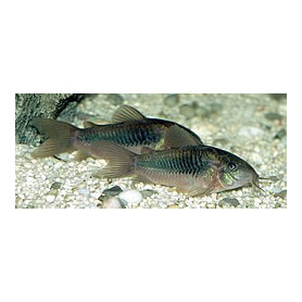 Corydora Aeneus Corydora Aeneus