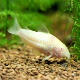 Corydora Aeneus Albina Corydora Aeneus Albina