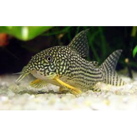 Corydora Sterbai Corydora Sterbai