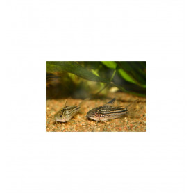 Corydora Nannus