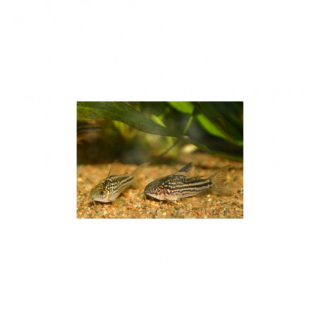 Corydora Nannus
