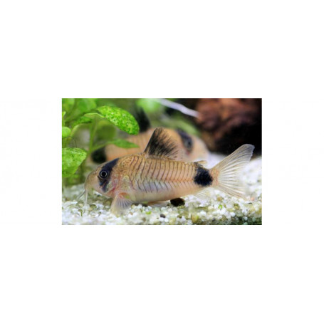 Corydora Panda