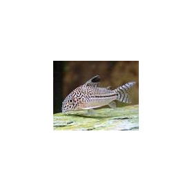 Corydora Julii Leopard Corydora Julii Leopard