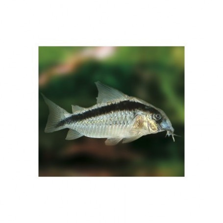 Corydora Arcuatus
