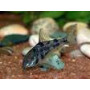 Corydora Paleatus