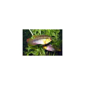 Pelvicachromis subocelatus matadi Pelvicachromis subocelatus matadi