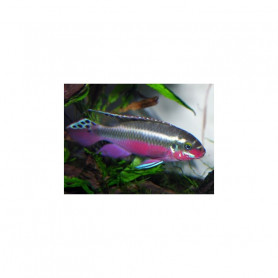 Pelvicachromis super red Pelvicachromis super red