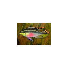 Pelvicachromis taeniatus bandewouri Pelvicachromis taeniatus bandewouri