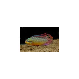 Pelvicachromis taeniatus kienke Pelvicachromis taeniatus kienke