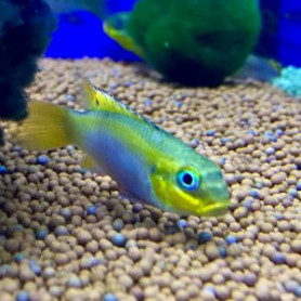 Pelvicachromis taeniatus lobe Pelvicachromis taeniatus lobe
