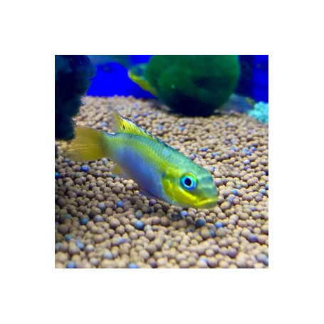 Pelvicachromis taeniatus lobe