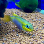 Pelvicachromis taeniatus lobe