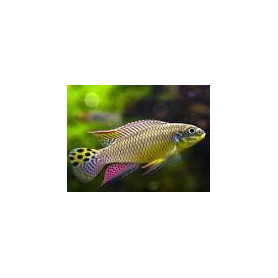 Pelvicachromis taeniatus molive Pelvicachromis taeniatus molive