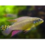 Pelvicachromis taeniatus molive