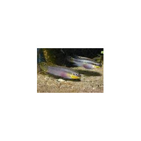 Pelvicachromis taeniatus nange Pelvicachromis taeniatus nange