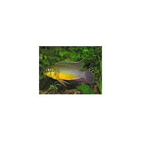 Pelvicachromis taeniatus nigeria green Pelvicachromis taeniatus nigeria green