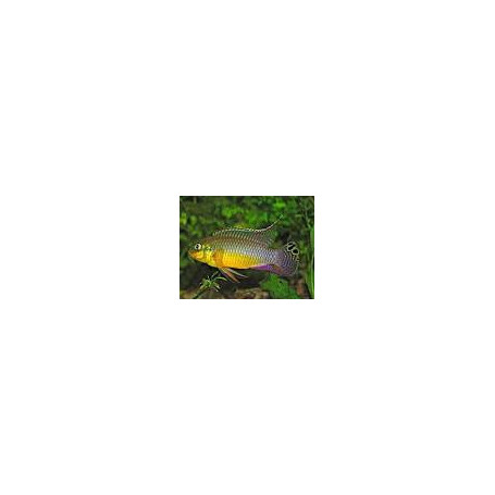 Pelvicachromis taeniatus nigeria green
