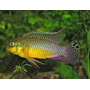 Pelvicachromis taeniatus nigeria green