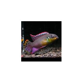Pelvicachromis taeniatus nigeria red Pelvicachromis taeniatus nigeria red