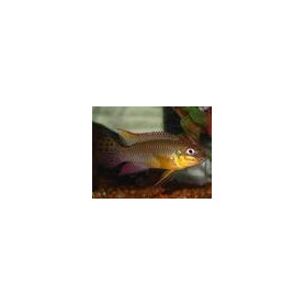 Pelvicachromis taeniatus nyete Pelvicachromis taeniatus nyete
