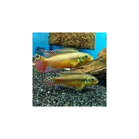 Pelvicachromis taeniatus ogele Pelvicachromis taeniatus ogele