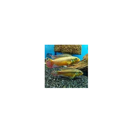 Pelvicachromis taeniatus ogele