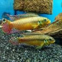 Pelvicachromis taeniatus ogele