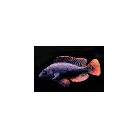 Astatotilapia	nubila Astatotilapia	nubila