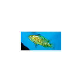Pseudocrenilabrus multicolor Pseudocrenilabrus multicolor