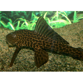 Plecostomus sp Plecostomus sp