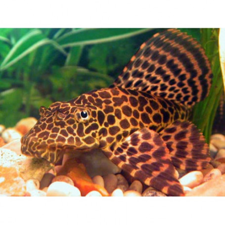 Plecostomus Leopardo
