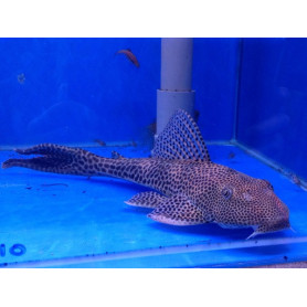 L153 Plecostomus Villarsi Plecostomus Villarsi