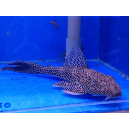 Plecostomus Villarsi