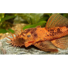Ancistrus Red/Black Ancistrus Red/black