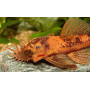 Ancistrus Red/black