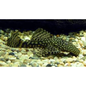 Ancistrus Sp Ancistrus Sp