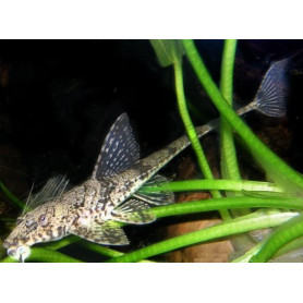 Loricaria Filamentosa
