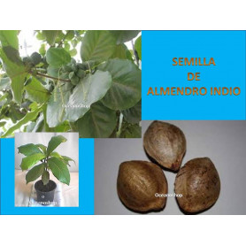 semilla almendro indio semilla almendro indio