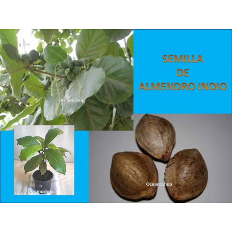 semilla almendro indio