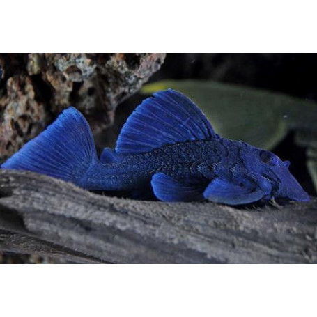 L239 Baryancistrus Beggini