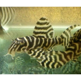 L333 Hypancistrus Tigre
