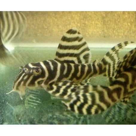 L333 Hypancistrus Tigre