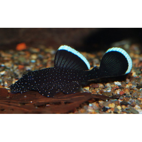 L183 Ancistrus Dolichopterus