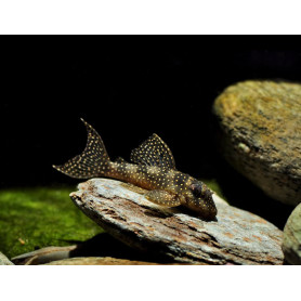 L136 Hypancistrus Sp