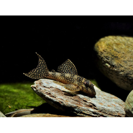 L136 Hypancistrus Sp