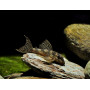 L136 Hypancistrus Sp